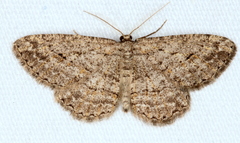 Zermizinga sinuata