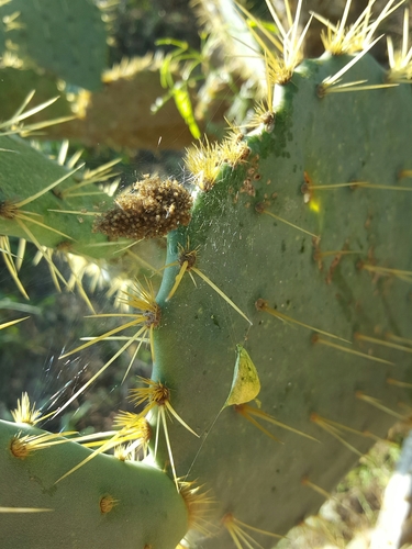 Silver Garden Orbweaver photo 6