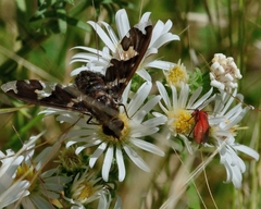 Exoprosopa dorcadion