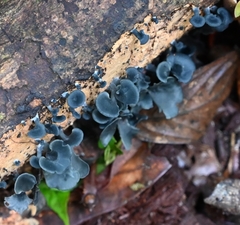 Inflatostereum glabrum