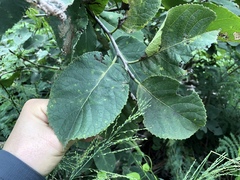Ehretia dicksonii