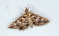 Sameodes iolealis