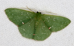 Prasinocyma iosticta