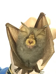 Rhinolophus trifoliatus