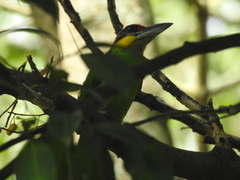 Psilopogon chrysopogon