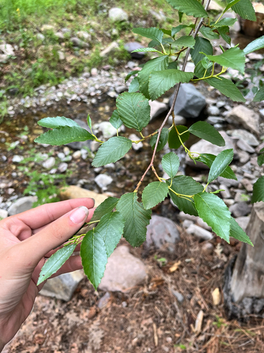 Alnus oblongifolia