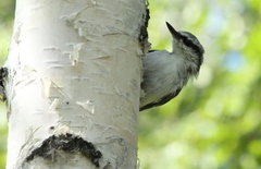 Sitta europaea albifrons