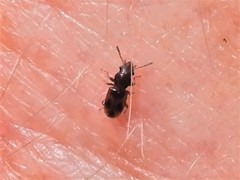 Salpingus bilunatus