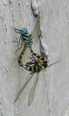 Anax immaculifrons