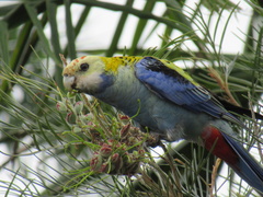 Pale-Headed Rosella photo 3