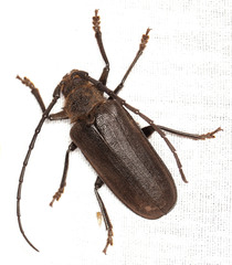 Pixodarus spiniscapus