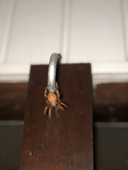 Neoscona crucifera