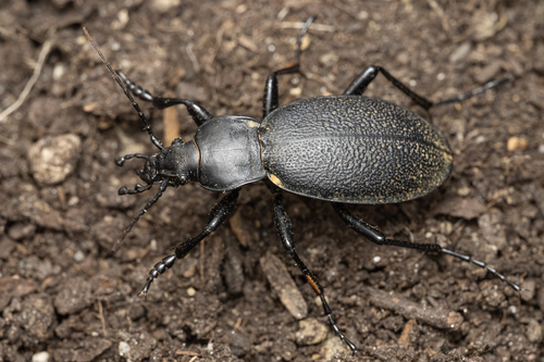 Carabus coriaceus
