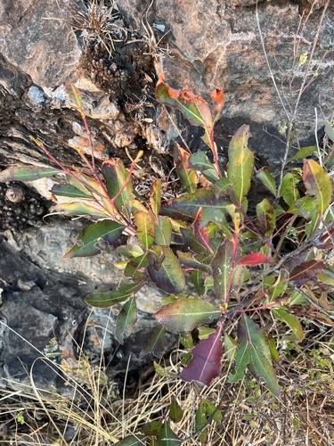 Khat (Catha edulis)