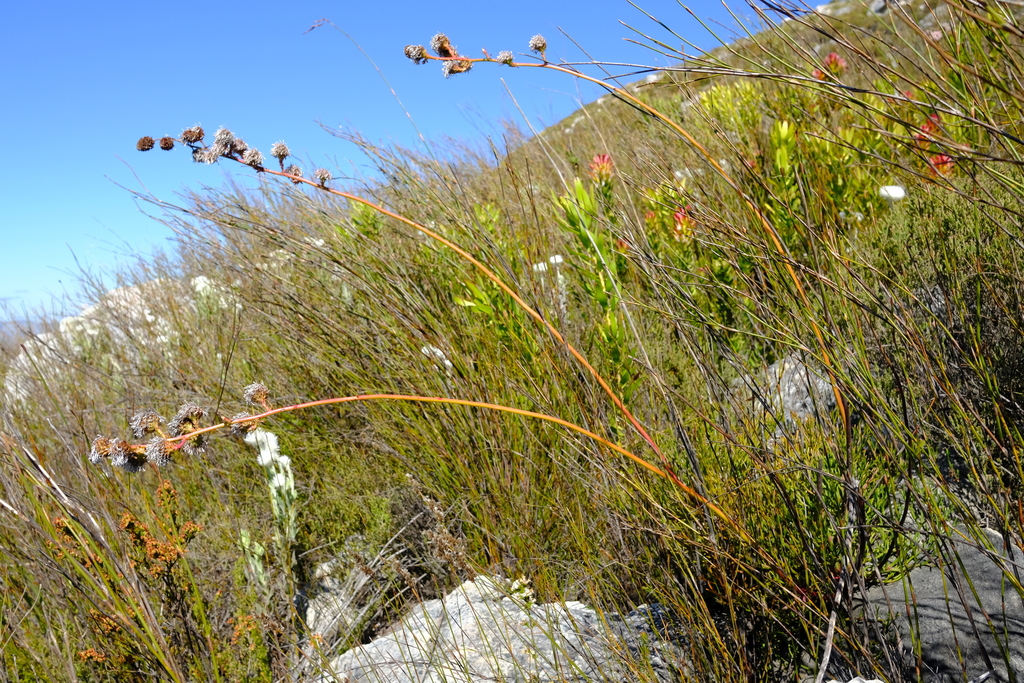 Stately Spiderhead
