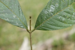 Guarea bullata