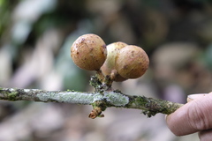 Guarea bullata