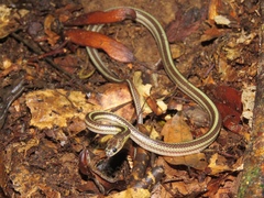 Lycodon tristrigatus
