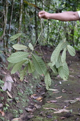Guarea bullata