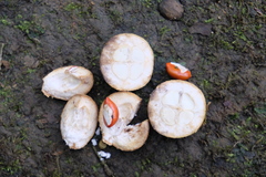Guarea bullata