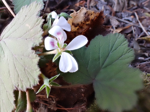 Pelargonium album, photograph 3