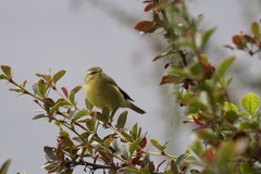Phylloscopus fuligiventer