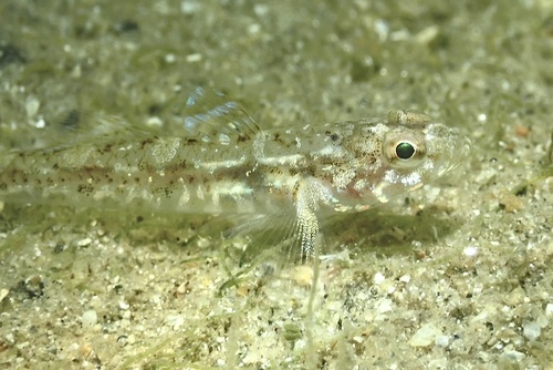 Pomatoschistus pictus
