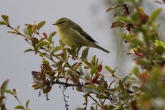 Phylloscopus fuligiventer