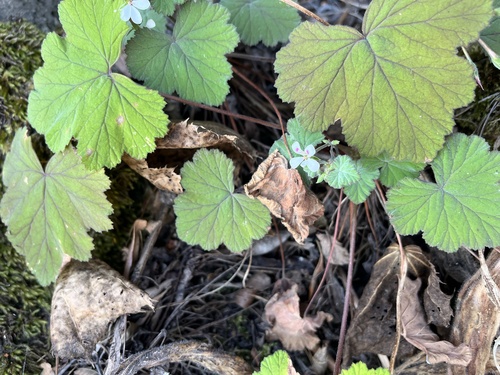 Pelargonium album, photograph 5