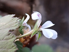 Pelargonium album, photograph (c) katuchka, some rights reserved (CC BY)