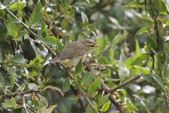 Phylloscopus fuligiventer