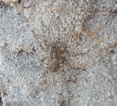 Tetralycosa