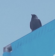 Corvus monedula