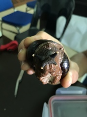 Exrhysota brookei