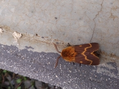 Lemonia dumi