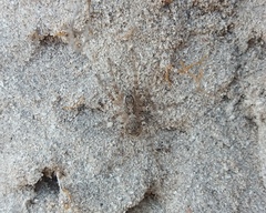 Tetralycosa