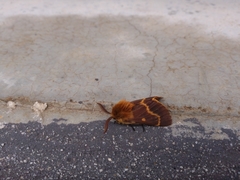 Lemonia dumi