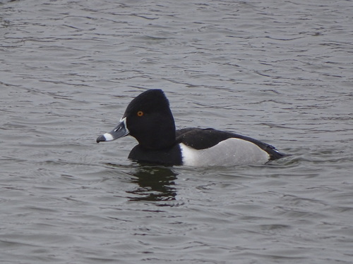 Ring-necked Duck, Appingedam, Nederland, photo 9 of 10