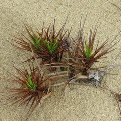 Cyperus pedunculatus