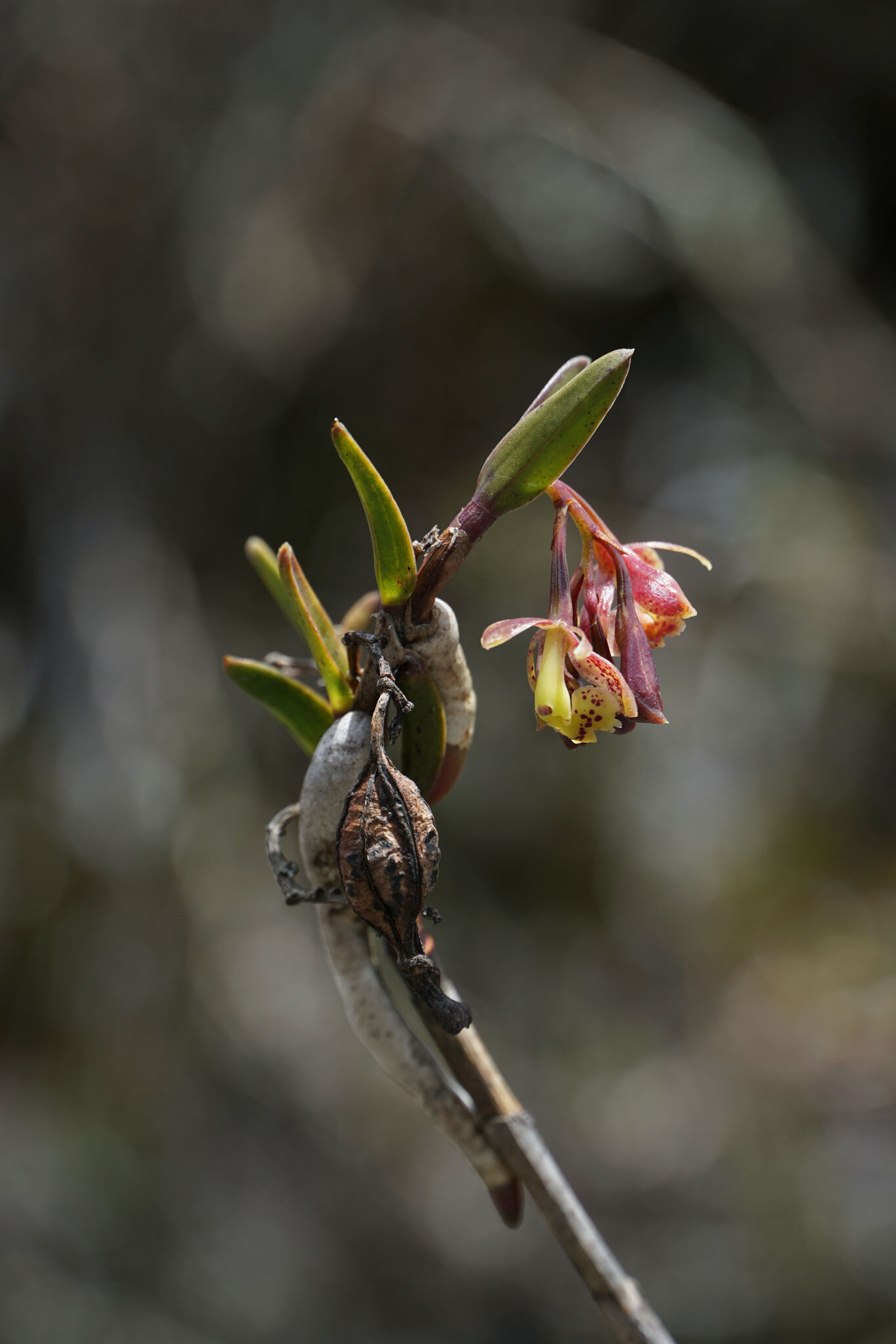 Epidendrum stictoglossum Hágsater & D.Trujillo 2