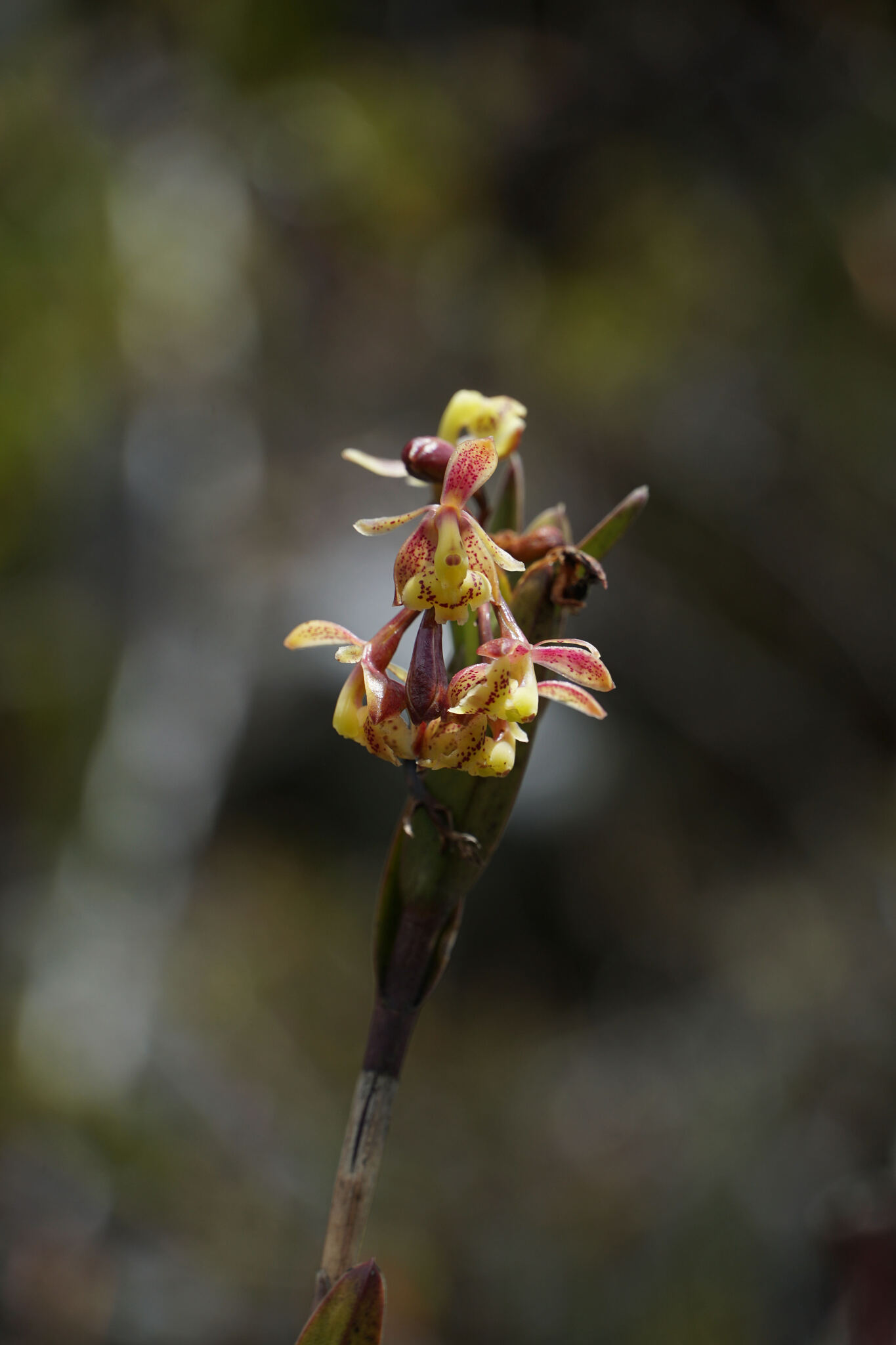 Epidendrum stictoglossum Hágsater & D.Trujillo 3