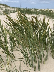 Thinopyrum distichum