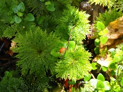 Dendrohypopterygium filiculiforme