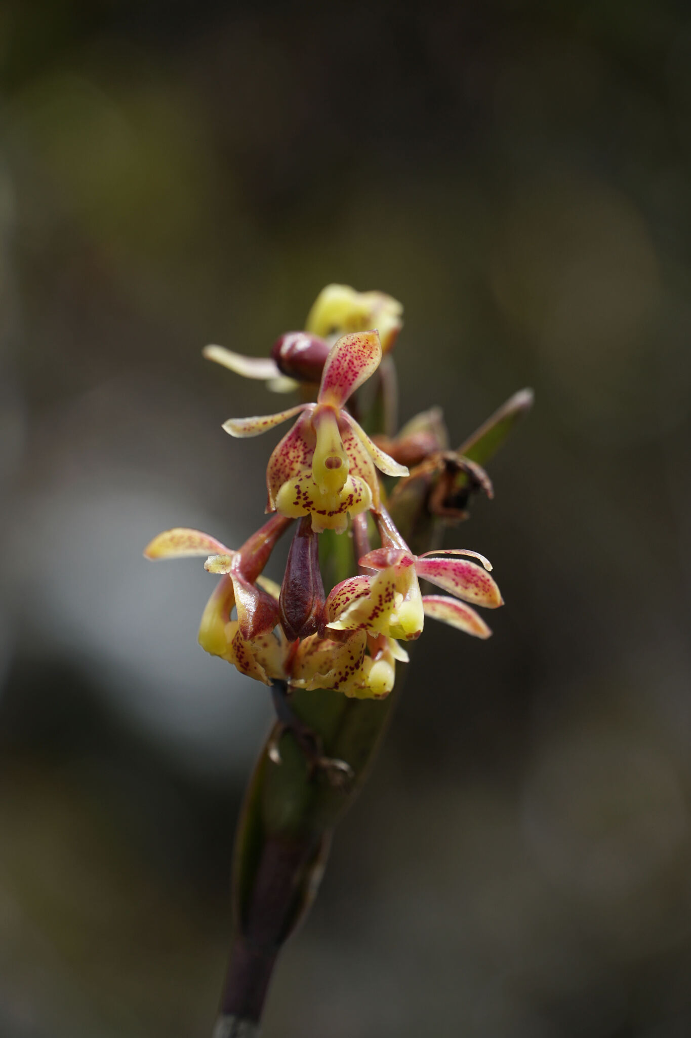 Epidendrum stictoglossum Hágsater & D.Trujillo