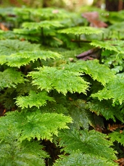 Dendrohypopterygium filiculiforme