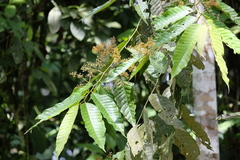 Virola calophylla