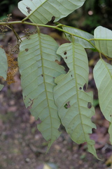 Virola calophylla