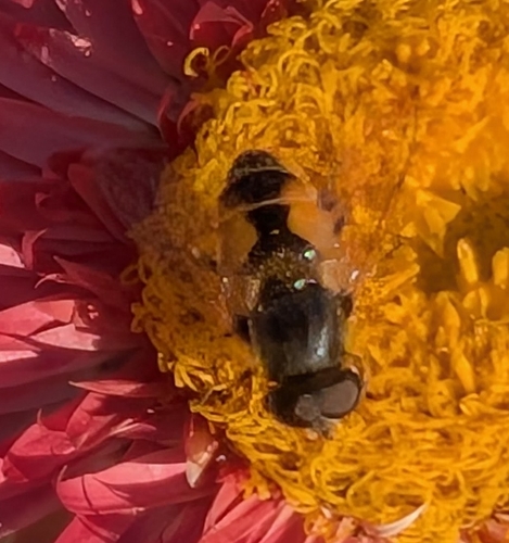 Unknown species found near Bozeman, MT, USA