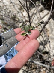 Malacomeles pringlei, photograph (c) Martin Purdy, some rights reserved (CC BY)