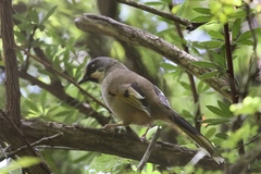 Trochalopteron variegatum